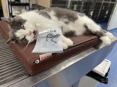 -爱诺耐芙动物医院(万博店)