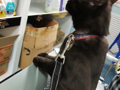 -北京赛佳动物医院