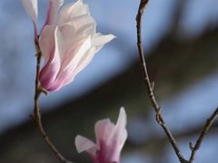 -杭州植物园