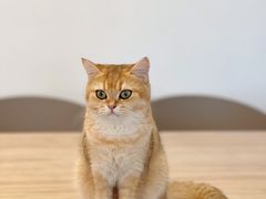 -有喵·猫咖·狗咖·40+猫狗有小奶狗(岗厦店)