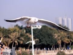 -深圳湾公园(南山区)