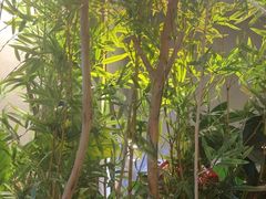 -施奈儿.洗头頭療.按摩SPA.采耳(上梅林店)