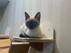 -宠爱国际动物医院·消化内科·心肾内科·ISFM猫友好(望京店)