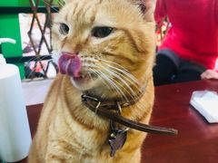 -李小姐の猫咖啡馆(五角场店)