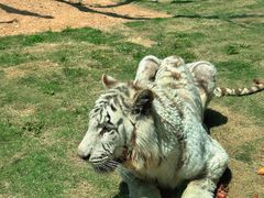 -西霞口神雕山野生动物世界