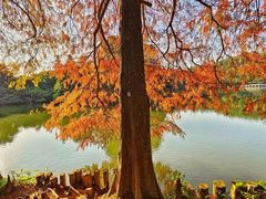 -深圳仙湖植物园