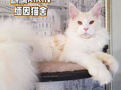 -十年猫舍·猫咪专门店(普陀店)