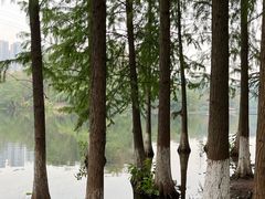 -重庆彩云湖湿地公园