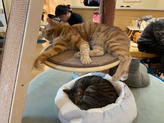 -滚猫咖啡·猫咖·猫友好撸猫(未来城店)