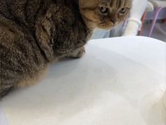 -纳吉亚猫专科动物医院博雅分院