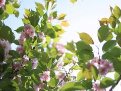 -长白岛森林公园