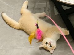 -lincat·猫舍(广州店)