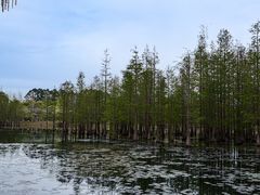 -白鹭湾湿地公园