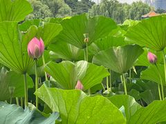 -长春市南湖公园