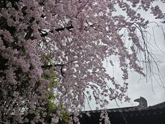 -西安青龙寺遗址景区