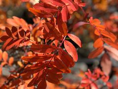 -叠溪松坪沟景区