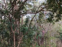 -燕晗山郊野公园
