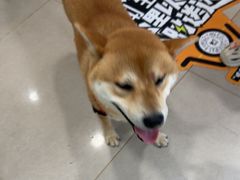 -佳雯宠物医院·皮肤科·内外科(春晓路分院)