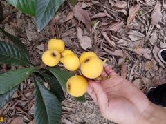 -塘栖枇杷特色园区