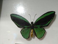 -上海昆虫博物馆