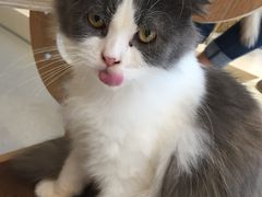 -飞行喵MR PILOT|猫舍·猫咖(静安大融城店)