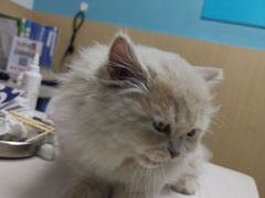 -宠颐生猫科·内科皮肤科(西平世纪城店)