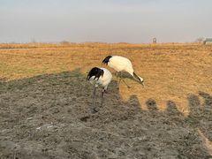 -盐城丹顶鹤湿地生态旅游区