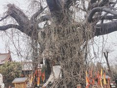 -大槐树寻根祭祖园
