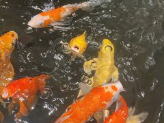 -弘安丽水温泉酒店