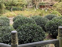 -十八棵（老龙井）御茶园(老龙井店)