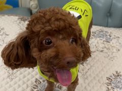 -派多格宠物·购宠(靛厂路店)