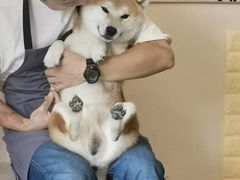 -喜柴咖啡·柴犬狗咖