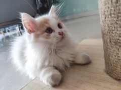 -平行世界·猫咖(首经贸店)