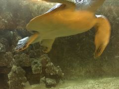 -东方巨龟苑景区