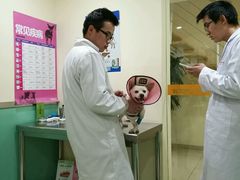 -米苏动物医院·犬猫专科·骨科外科内窥镜