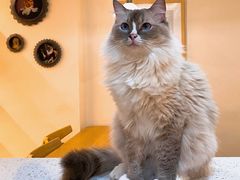 -滚猫咖啡·猫咖·猫友好撸猫(未来城店)