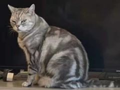 -客栈猫舍(中央北路店)