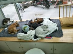 -李小姐の猫咖啡馆(五角场店)