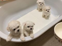 -联合动物医院(光谷诊疗中心)