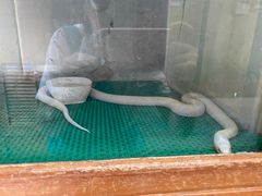 -上海大自然野生昆虫馆(东方明珠·爬宠昆虫探索中心)