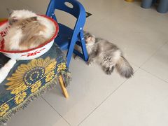 -平行世界·猫咖(首经贸店)