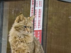 -青藏高原野生动物园