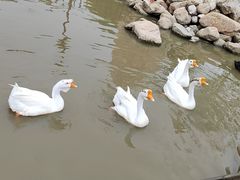 -河北村民俗体验园