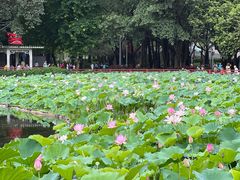 -荔湾湖公园