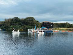 -济州森林小火车生态公园