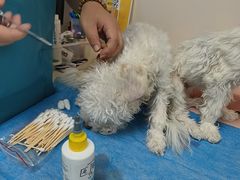 -宠颐生中康贝怡动物医院