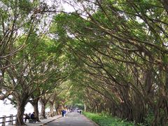 景点-大湾区中央湿地公园