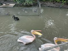 -广州长隆飞鸟乐园