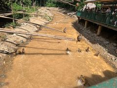 -西双版纳原始森林公园