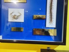 -上海昆虫博物馆